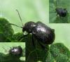 Bromius obscurus